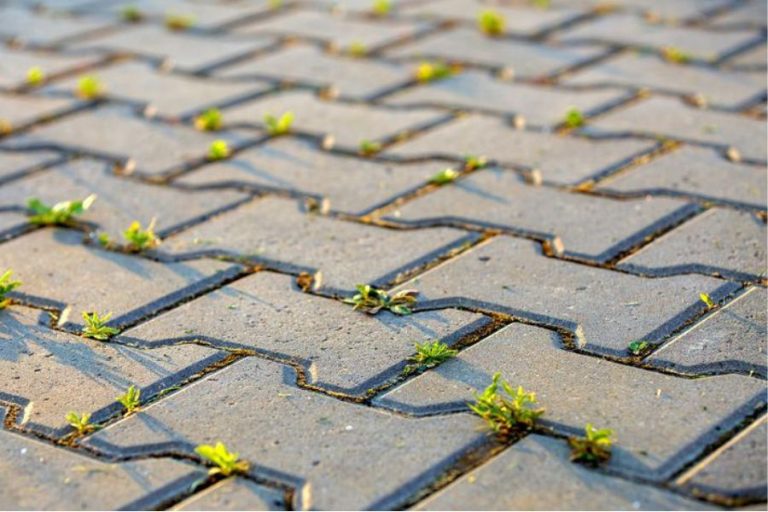 How To Prevent Weeds Between Patio Pavers Complete Guide Weeds Growing Between Patio Pavers 768x512 
